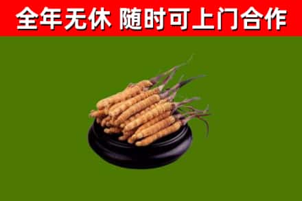 阿里回收冬虫夏草