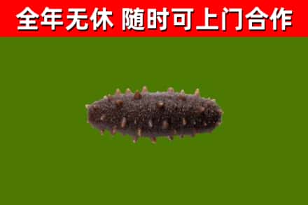 阿里回收海参干